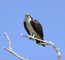 Osprey on Eagle Perch Island